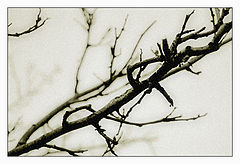 фото "* * *"