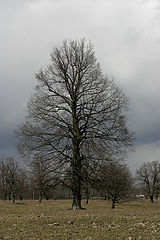 photo "***"