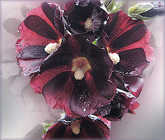 photo "Black Mallow"