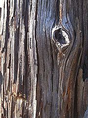 фото "Aged tree"