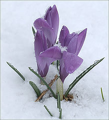 photo "April's joke 2"