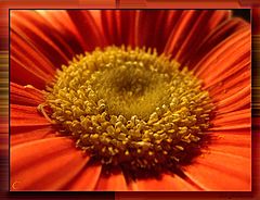 фото "Intimate part of flower"