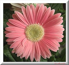 фото "Tenderness"