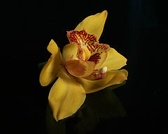 фото "Орхидея"