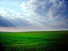 photo "Green Green Grass"