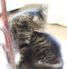 photo "Motan"