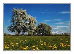 photo "Field"