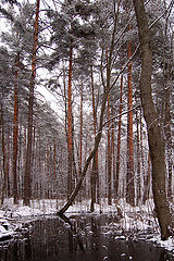 фото "Тишина"