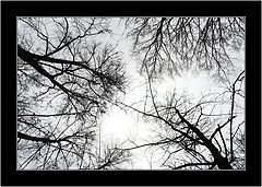 фото "***"