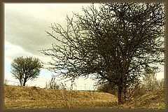 photo "Tree"