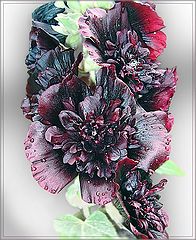 photo "Double black Mallow"