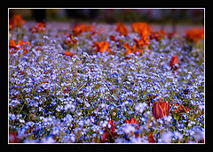 photo "Forget me not!"