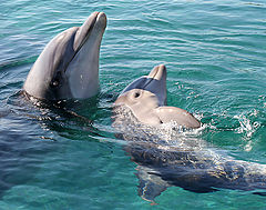 photo "05793.b Baby dolphin with mam"