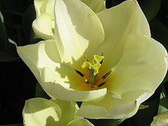 фото "Flower macro"
