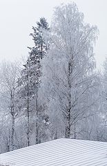 photo "За окном... By window"