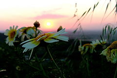 фото "Natural painting"