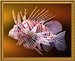photo "Fish"