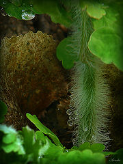 photo "small timber chamber"