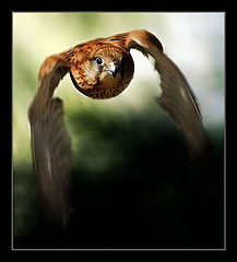 photo "***"