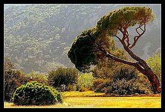 photo "Nature"