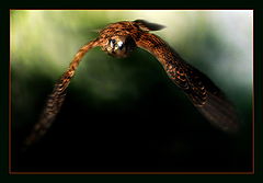 photo "***"