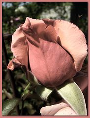 photo "***"