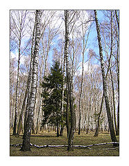 photo "In a birch trap."