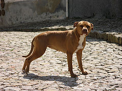 фото "My dog"
