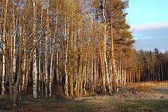 фото "Берёзовый вечер"