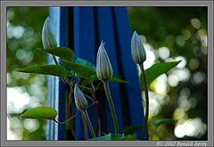 photo "See you soon"