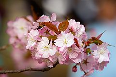 фото "Pink Sakura"