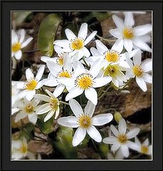 фото "clematis phlebantha"