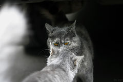photo "***"