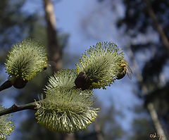 photo "Early honey"