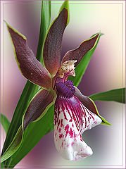 photo "Orchid"