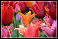 photo "tulips"