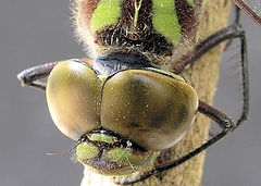 фото "Dragonfly"