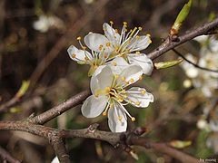 photo "flower"