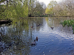 photo "Pond in the park"