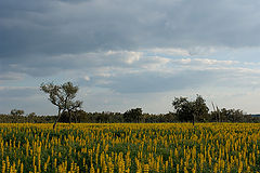 фото "Yelow flowers"