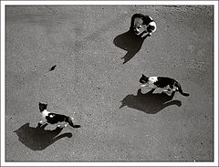album "Cats"