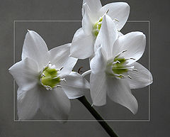 photo "Eucharis grandiflora"