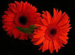 photo "Red and black"
