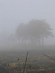 photo "в тумане"