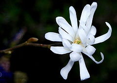 photo "Magnolia Stellata"