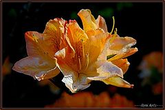 photo "love and flowers ,i like it!"