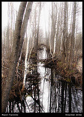 photo "***"