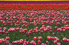 фото "Tulip Field"