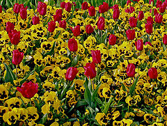 фото "A day full of Sunshine"
