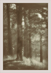 photo "Morning etude with pines"